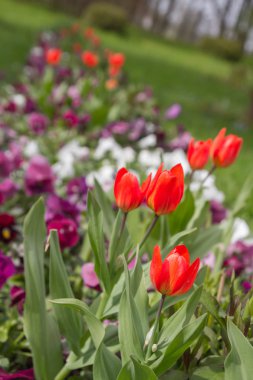 Çimlerde bahar çiçekleri