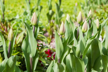 Çimlerde bahar çiçekleri