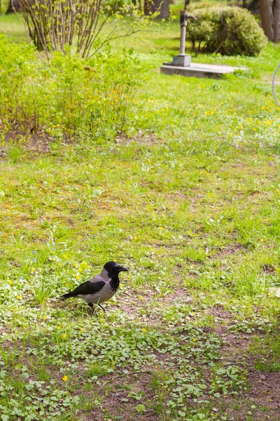 Ворона на зеленой траве — стоковое фото