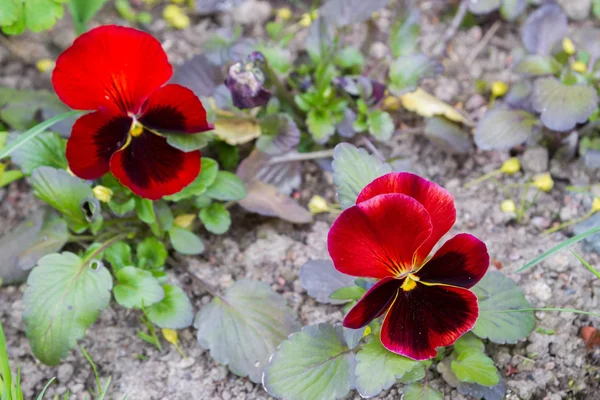 Flores de primavera en el césped —  Fotos de Stock