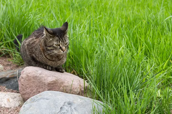 Gatto grigio seduto sulla pietra — Foto Stock
