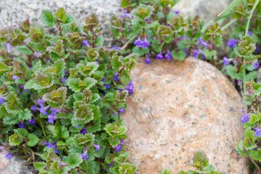 Bahar çiçekleri yakınındaki taş
