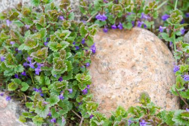 Bahar çiçekleri yakınındaki taş