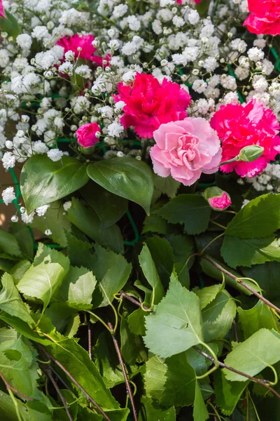 Frühlingsblumen Und Nelken — Stockfoto