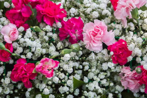 Frühlingsblumen Und Nelken — Stockfoto