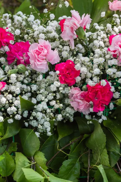 Frühlingsblumen Und Nelken — Stockfoto