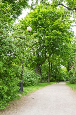 Bir sokak lambası ile yeşil yaz sokak