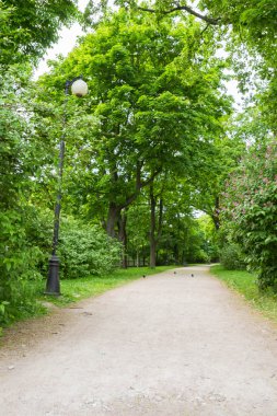 Bir sokak lambası ile yeşil yaz sokak