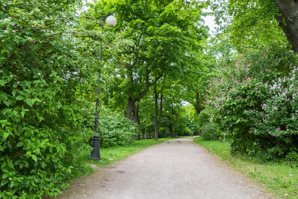 Zielone Lato Aleja Latarni — Zdjęcie stockowe