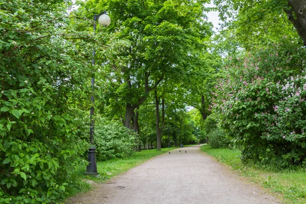 Zielone lato aleja z latarni — Zdjęcie stockowe