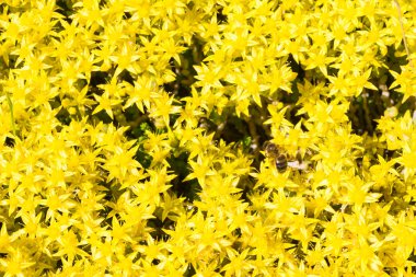Bahçede sarı çiçek arıya