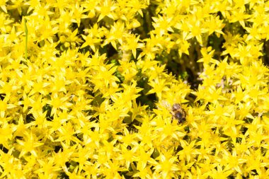 Bahçede sarı çiçek arıya