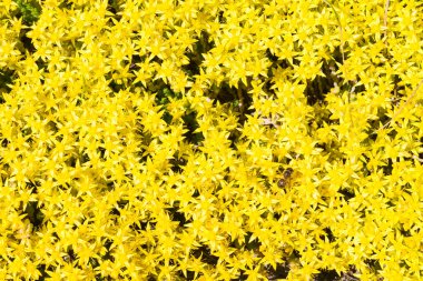 Bahçede sarı çiçek arıya