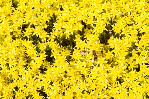 Bee Yellow Flowers Garden — Stock Photo, Image