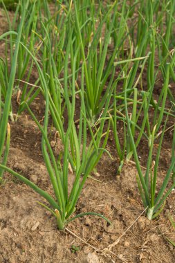 Yataklarda bahçede büyüyen yeşil soğan
