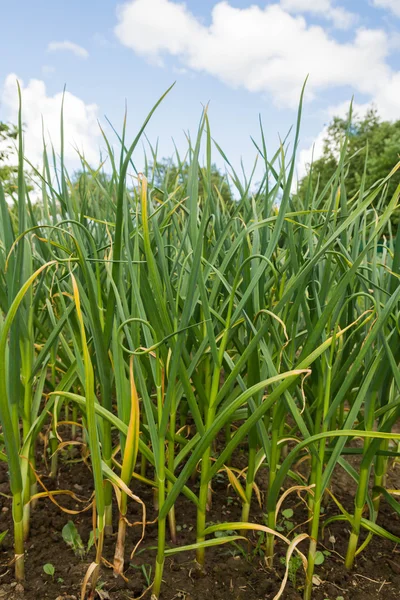 Cipolle verdi che crescono nei letti in giardino — Foto Stock