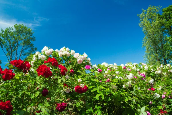 Yaz aylarında parktaki yeşil bir çalı pembe ve kırmızı çiçekler