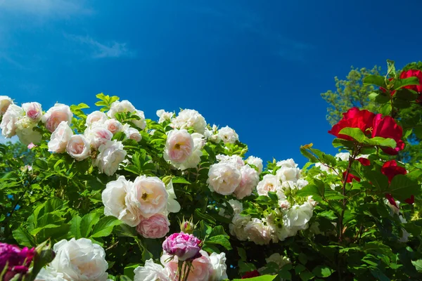 Różowe Czerwone Kwiaty Zielonej Bush Parku Lecie — Zdjęcie stockowe