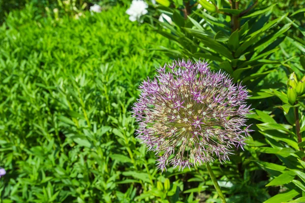 Yaz Aylarında Parktaki Yeşil Bush Pembe Çiçekler — Stok fotoğraf