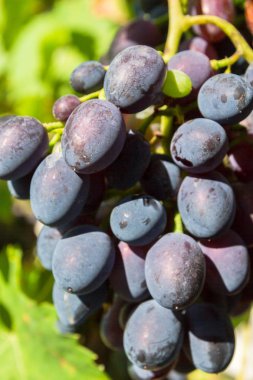 Dal bahçesinde vahşi olgun üzüm