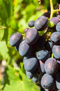 Dal bahçesinde vahşi olgun üzüm