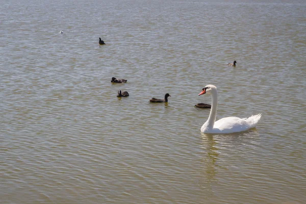 Cygnes blancs et autres oiseaux sur l'étang — Photo