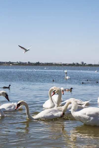 Cisnes blancos y otras aves en el estanque — Foto de Stock