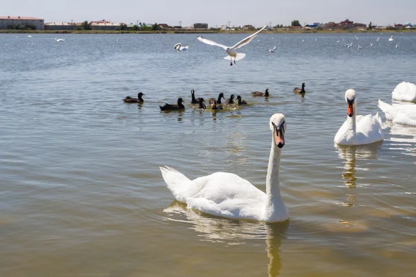 Cisnes blancos y otras aves en el estanque — Foto de Stock