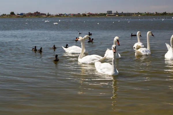 Cisnes blancos y otras aves en el estanque — Foto de Stock