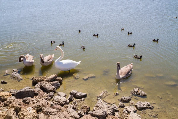 White swans and other birds on the pond — Stock Photo, Image