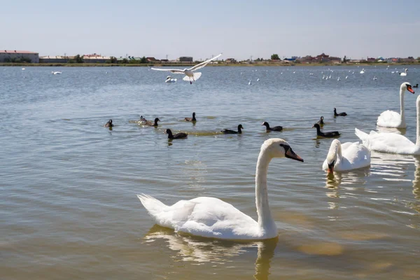 Cisnes blancos y otras aves en el estanque — Foto de Stock