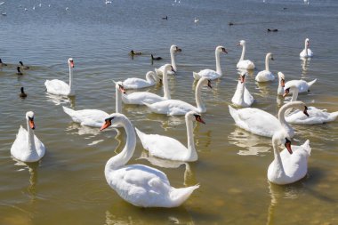Beyaz Kuğu ve diğer kuşlar gölün üzerinde