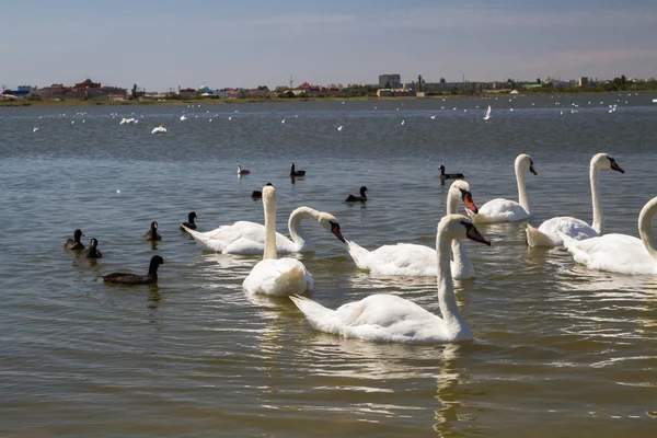 Cisnes blancos y otras aves en el estanque — Foto de Stock