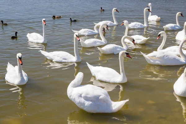 Cisnes blancos y otras aves en el estanque — Foto de Stock