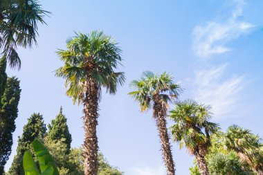 Kırım sahilinde palmiye ağacı