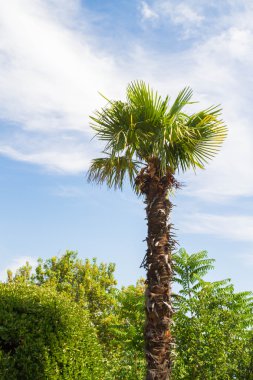 Kırım sahilinde palmiye ağacı