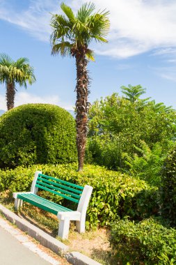 Kırım sahilinde palmiye ağacı