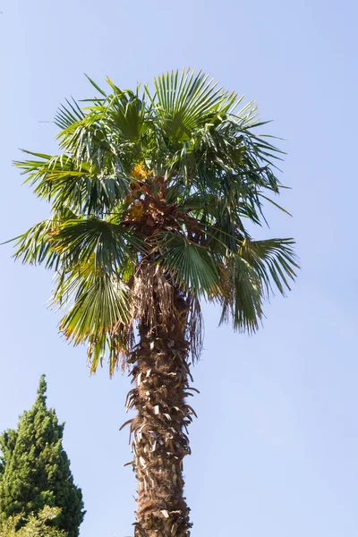 Le palmier sur la côte De Crimée — Photo