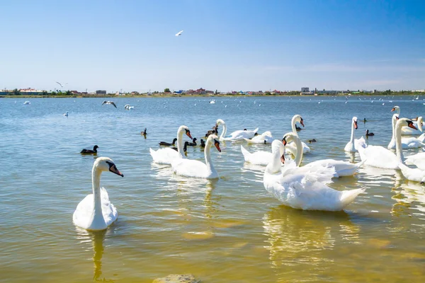 Cisnes blancos y otras aves en el estanque — Foto de Stock