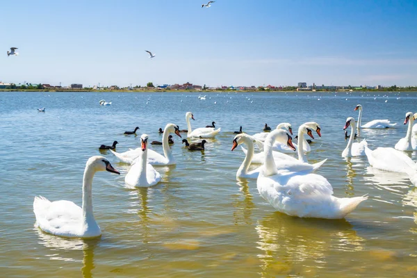 Cisnes blancos y otras aves en el estanque — Foto de Stock