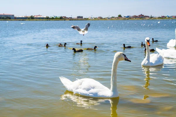 Cisnes blancos y otras aves en el estanque — Foto de Stock