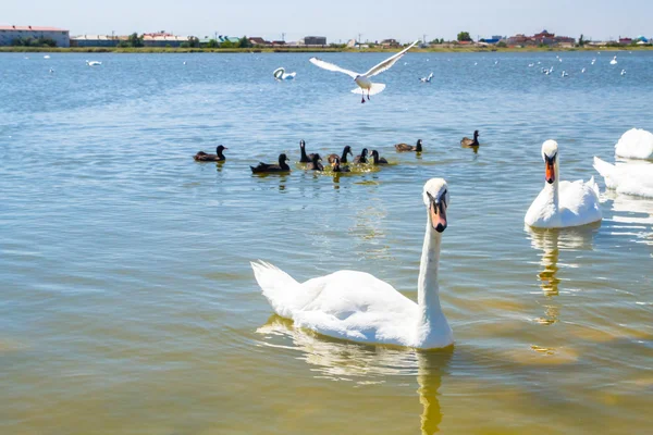 Cisnes blancos y otras aves en el estanque — Foto de Stock