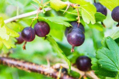 Kırmızı bektaşi üzümü bir çalı yetişir