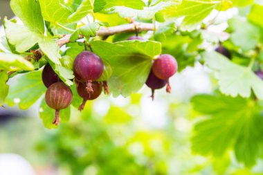 Kırmızı bektaşi üzümü bir çalı yetişir