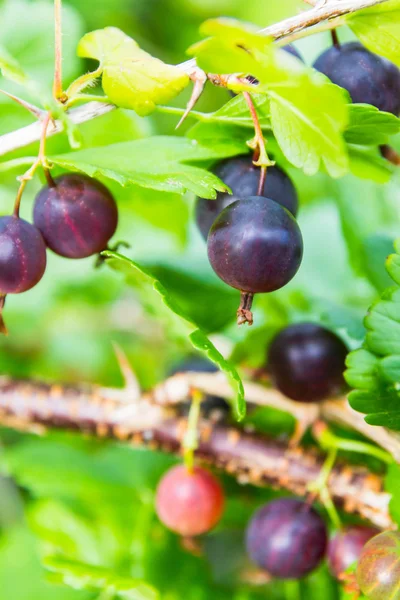 Red gooseberry grows on a Bush — Stock Photo, Image