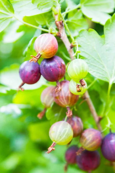 Red gooseberry grows on a Bush — Stock Photo, Image