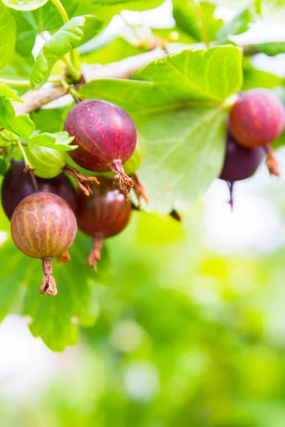 L'uva spina rossa cresce su un Bush — Foto Stock