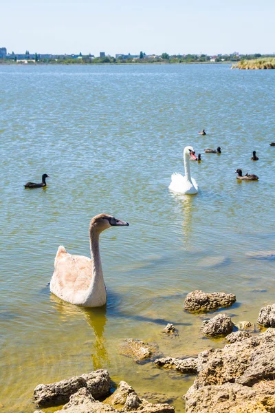 Cisnes blancos y otras aves en el estanque — Foto de Stock