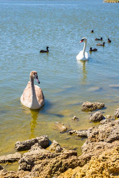 White swans and other birds on the pond — Stock Photo, Image