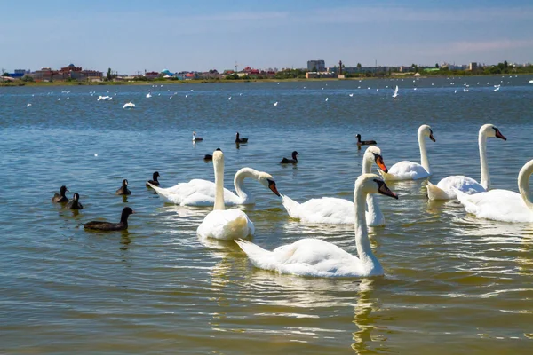 Cisnes blancos y otras aves en el estanque — Foto de Stock